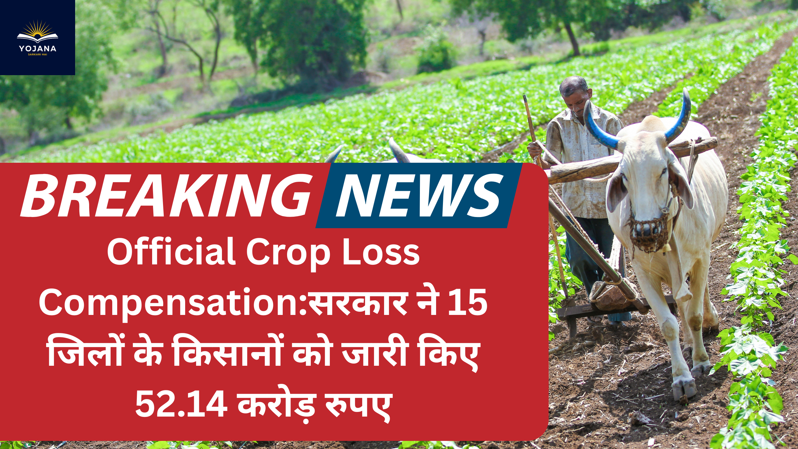 Official Crop Loss Compensation:सरकार ने 15 जिलों के किसानों को जारी किए 52.14 करोड़ रुपए